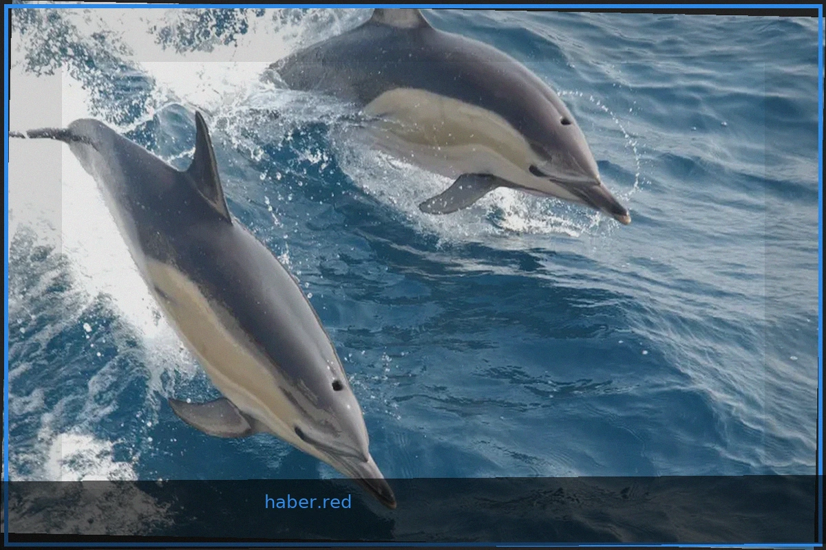 New Study: "Forever Chemicals" May Be Accelerating Dolphin Aging