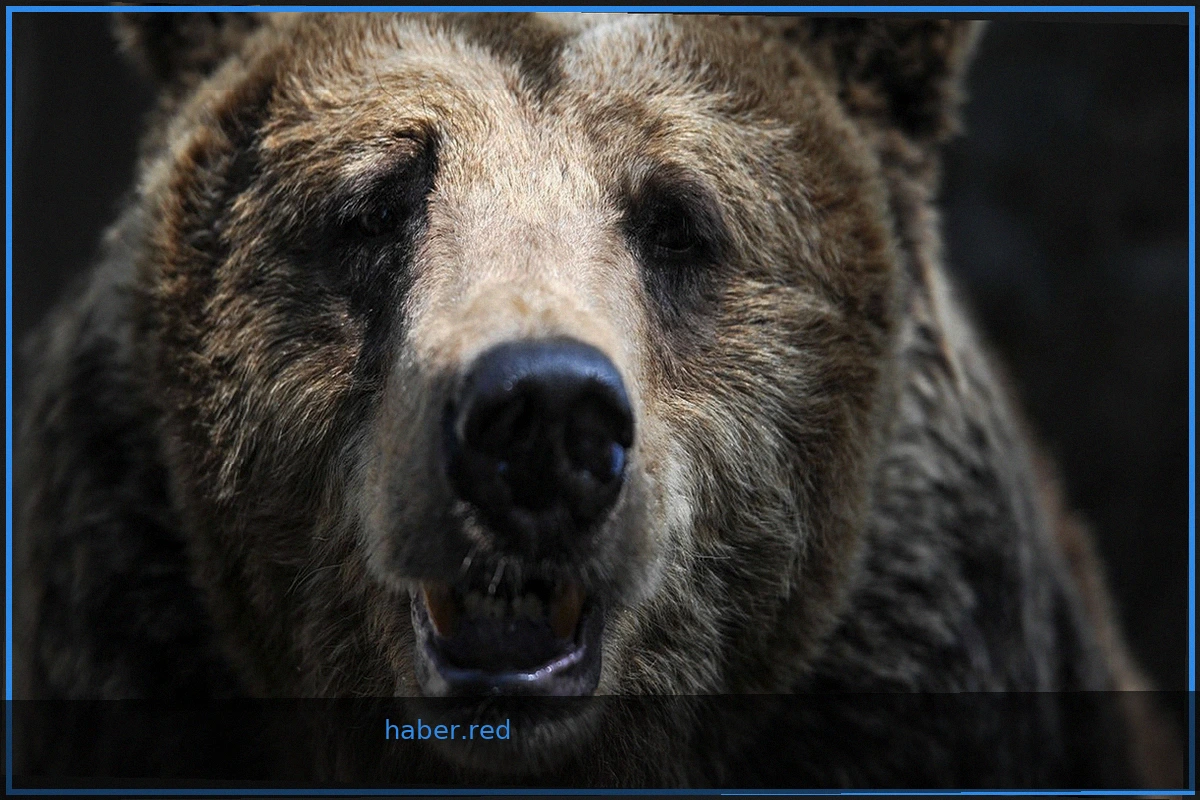 Amur Tiger Center: Bear Situation in Primorye is Stable
